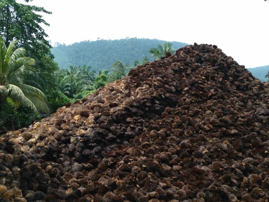 Dari Limbah Sawit Jadi Solusi: Perjalanan Biowin Mendukung Circular Economy Artikel 2 Dari Limbah Sawit Jadi Solusi Perjalanan Biowin Mendukung Circular Economy 1024x768