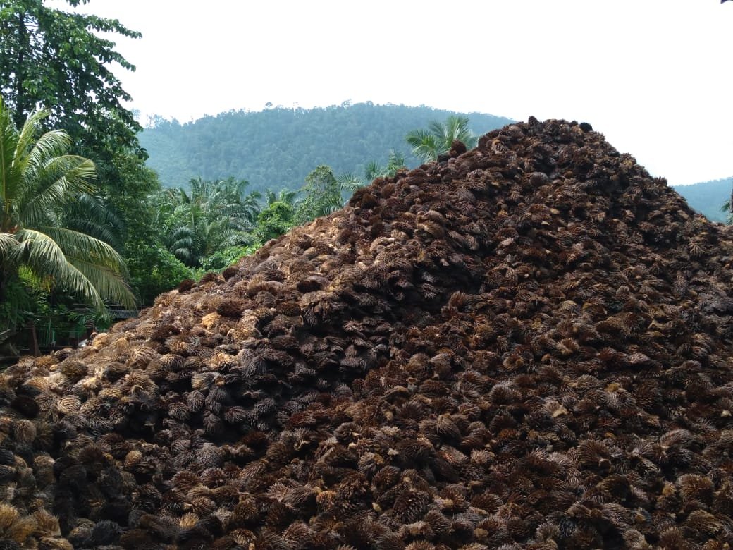 Artikel 2 Dari Limbah Sawit Jadi Solusi Perjalanan Biowin Mendukung Circular Economy