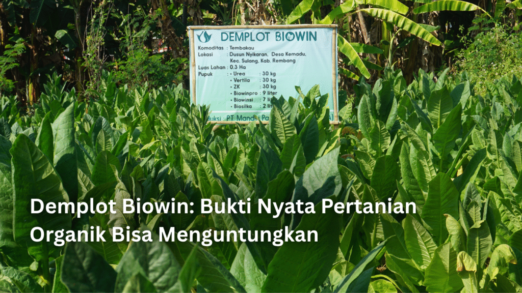 Demplot Biowin: Bukti Nyata Pertanian Organik Bisa Menguntungkan Artikel November 3 1024x576