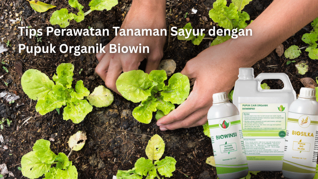 Tips Perawatan Tanaman Sayur dengan Pupuk Organik Biowin Artikel November 5 1024x576