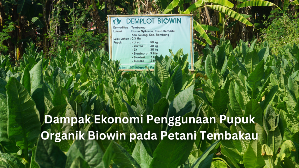 Studi Dampak Ekonomi Penggunaan Pupuk Organik pada Petani Tembakau artikel website 3