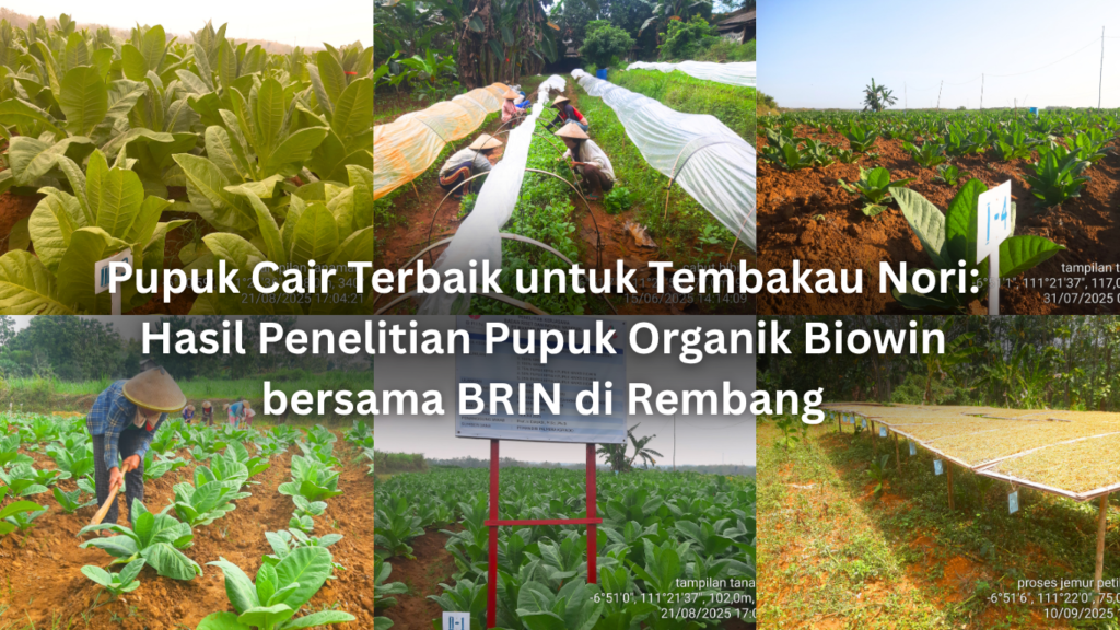 Pupuk Cair Terbaik untuk Tembakau Nori: Hasil Penelitian Pupuk Organik Biowin bersama BRIN di Rembang artikel website 3(1)