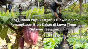 penggunaan pupuk organik biowin dalam penangkaran bibit kakao di luwu timur, sulawesi selatan