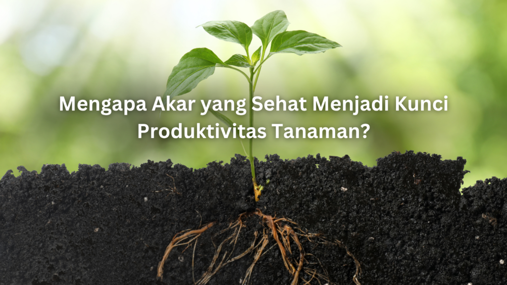 mengapa akar yang sehat menjadi kunci produktivitas tanaman