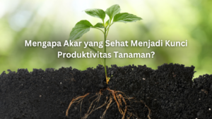 mengapa akar yang sehat menjadi kunci produktivitas tanaman