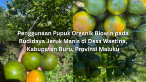 penggunaan pupuk organik biowin pada budidaya jeruk manis di desa waetina, kabupaten buru, provinsi maluku