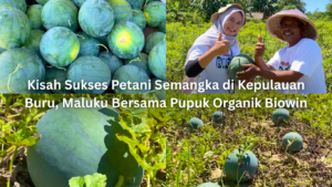 kisah sukses petani semangka di kepulauan buru, maluku bersama pupuk organik biowin