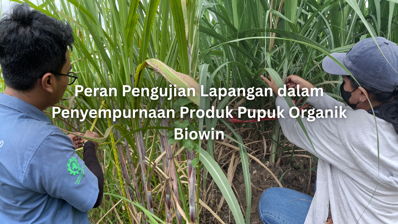 peran pengujian lapangan dalam penyempurnaan produk pupuk organik biowin