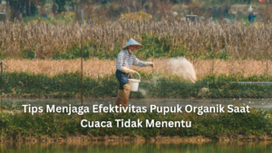 tips menjaga efektivitas pupuk organik saat cuaca tidak menentu