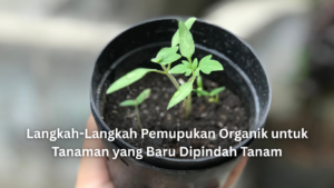 langkah langkah pemupukan organik untuk tanaman yang baru dipindah tanam