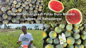 panen semangka di pulau buru maluku sukses, ini rahasianya!
