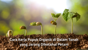 cara kerja pupuk organik di dalam tanah yang jarang diketahui petani