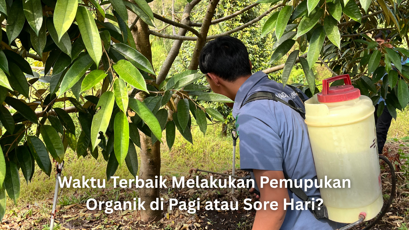 waktu terbaik melakukan pemupukan organik di pagi atau sore hari